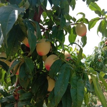 金太阳杏，早舂红毛桃大量上市