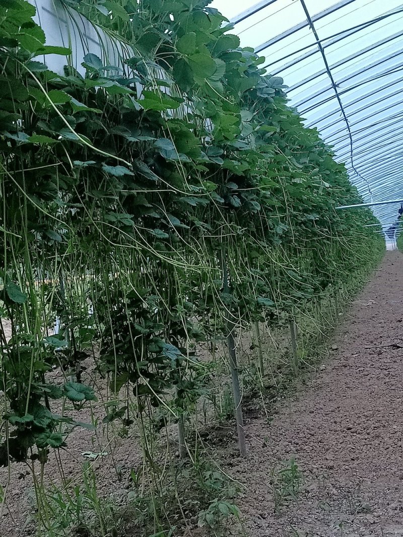 草莓苗穴盘种苗天仙醉，大量占地苗，教技术，建大棚