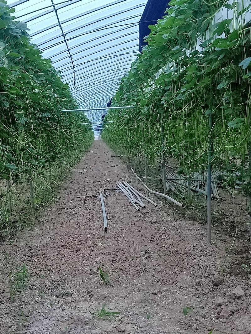 草莓苗穴盘种苗天仙醉，大量占地苗，教技术，建大棚