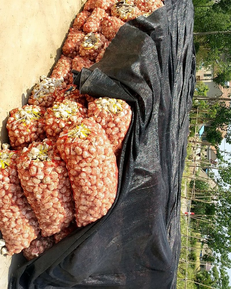 江苏盐城射阳大蒜，（苔蒜多瓣蒜）..发货量大