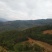 松树