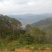 松树