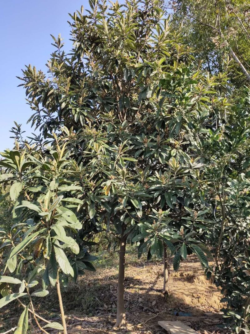 枇杷树丛生高杆枇杷树