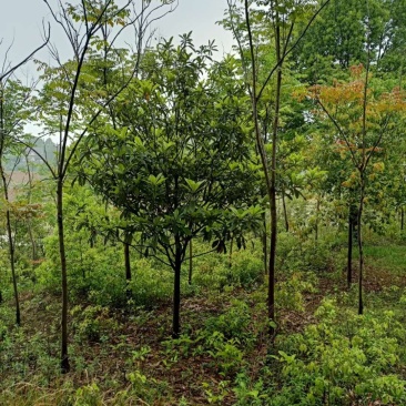 枇杷树丛生高杆枇杷树