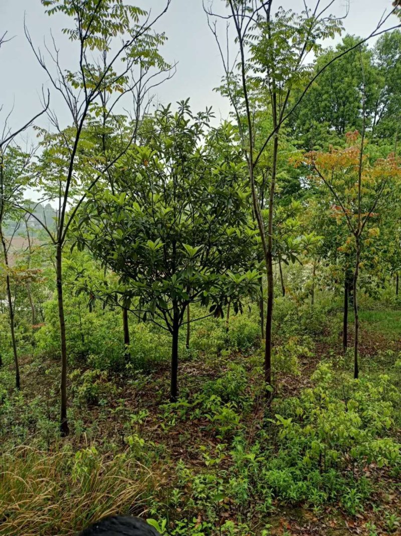 枇杷树丛生高杆枇杷树