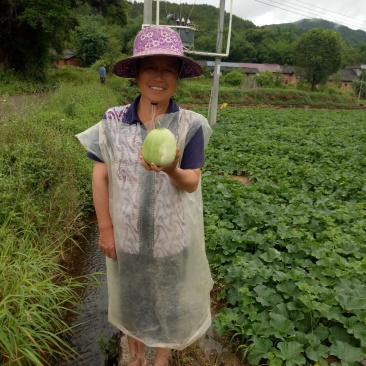 甜瓜广东始兴产地香瓜供应基地市场果电商果