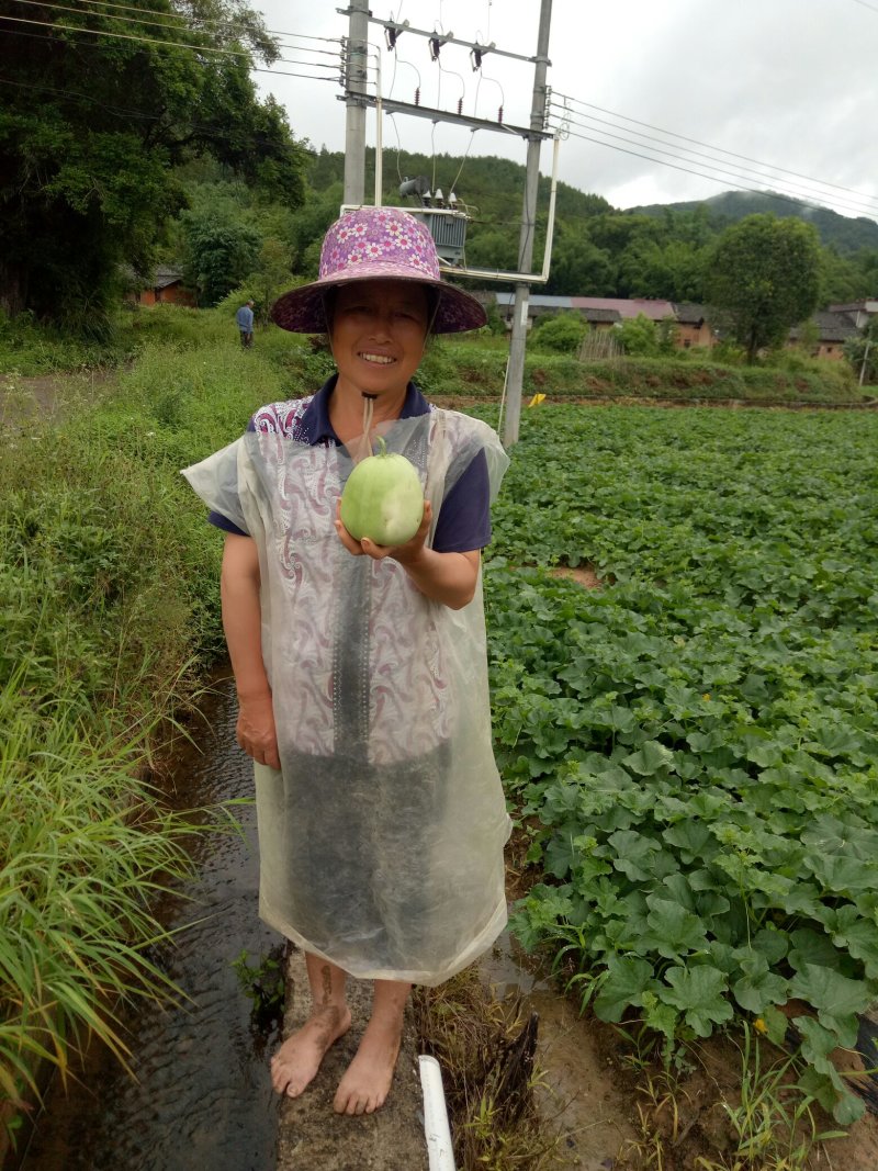 甜瓜广东始兴产地香瓜供应基地市场果电商果