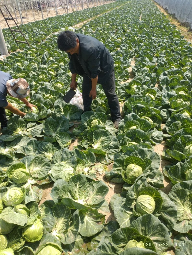 甘蓝（大量上市，交通方便，物美价廉，货源充足）