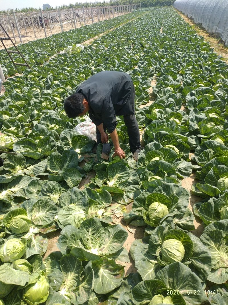 甘蓝（大量上市，交通方便，物美价廉，货源充足）