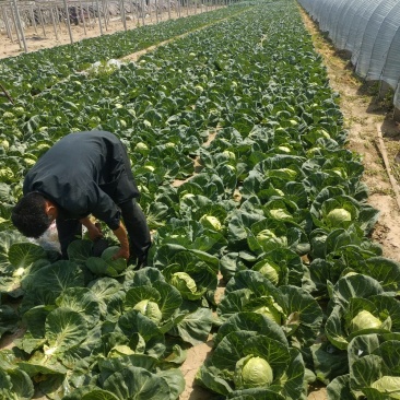 甘蓝（大量上市，交通方便，物美价廉，货源充足）
