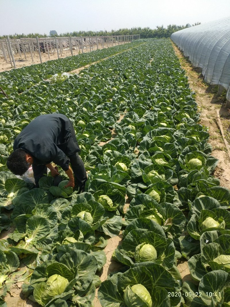 甘蓝（大量上市，交通方便，物美价廉，货源充足）