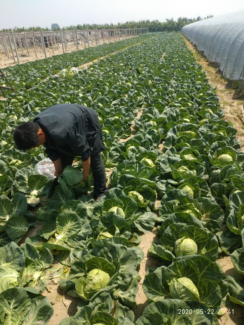 甘蓝（大量上市，交通方便，物美价廉，货源充足）