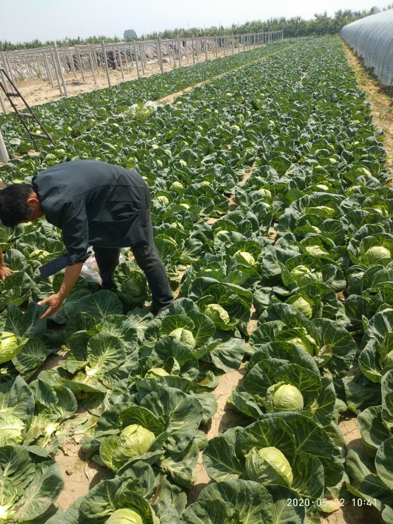 甘蓝（大量上市，交通方便，物美价廉，货源充足）