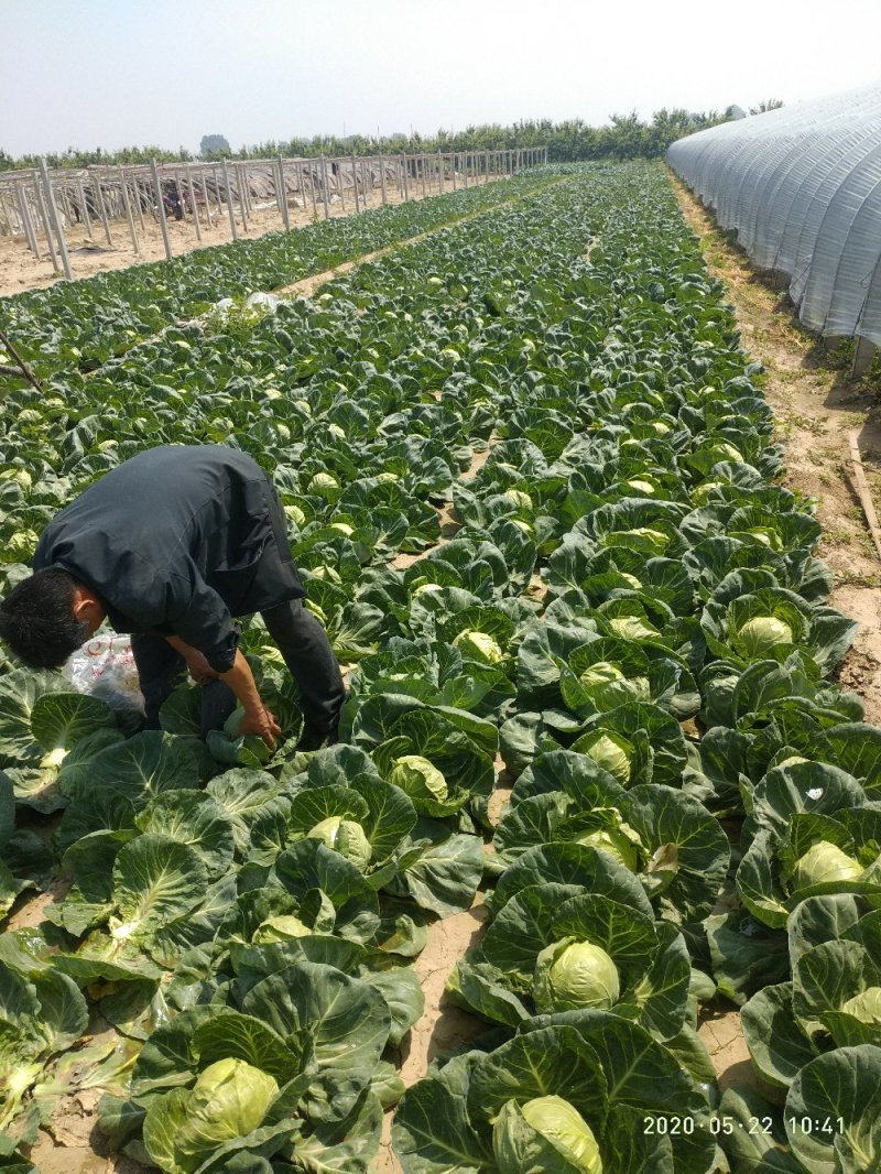 甘蓝（大量上市，交通方便，物美价廉，货源充足）