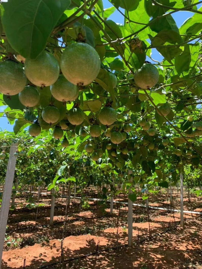 大量批发黄金百香果
