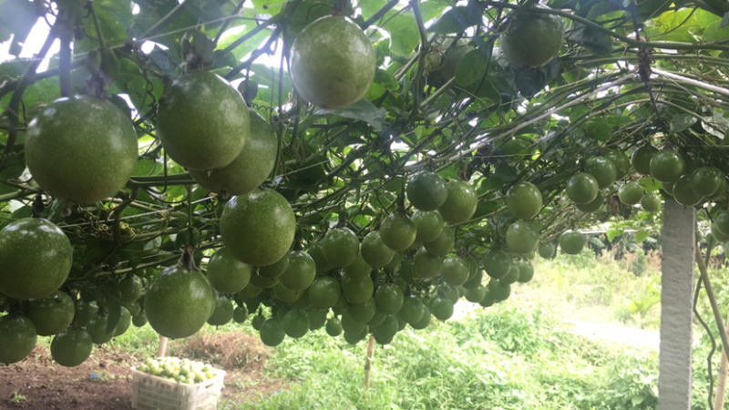 大量批发黄金百香果