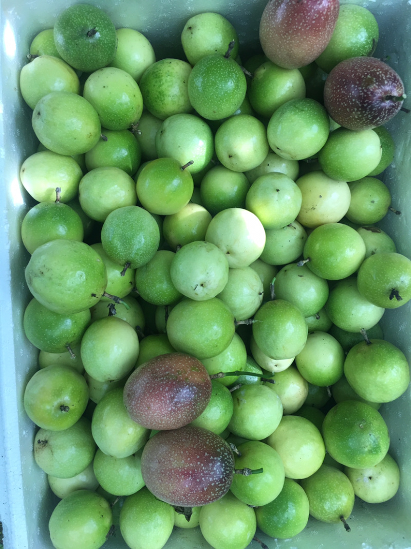 大量批发黄金百香果