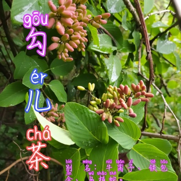 贵州古夜郎野生中药材勾儿茶野生多花勾儿茶金刚藤