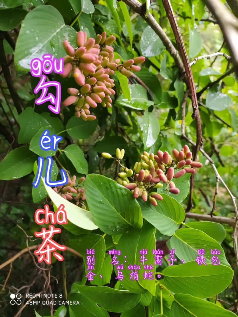 贵州古夜郎野生中药材勾儿茶野生多花勾儿茶金刚藤