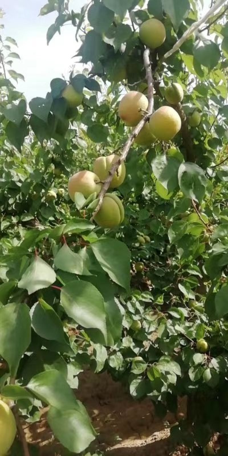凯特杏每年4月份棚里的成熟，露天的五月下旬