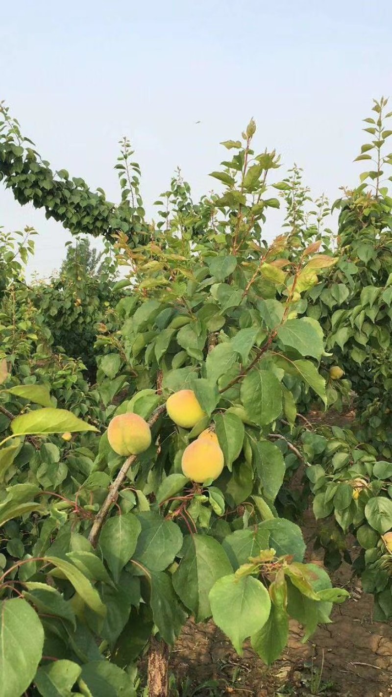 凯特杏每年4月份棚里的成熟，露天的五月下旬