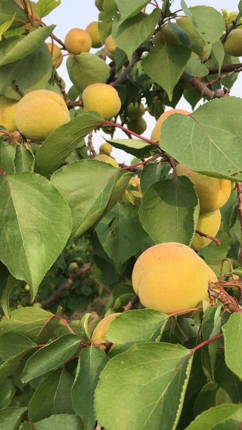 凯特杏每年4月份棚里的成熟，露天的五月下旬