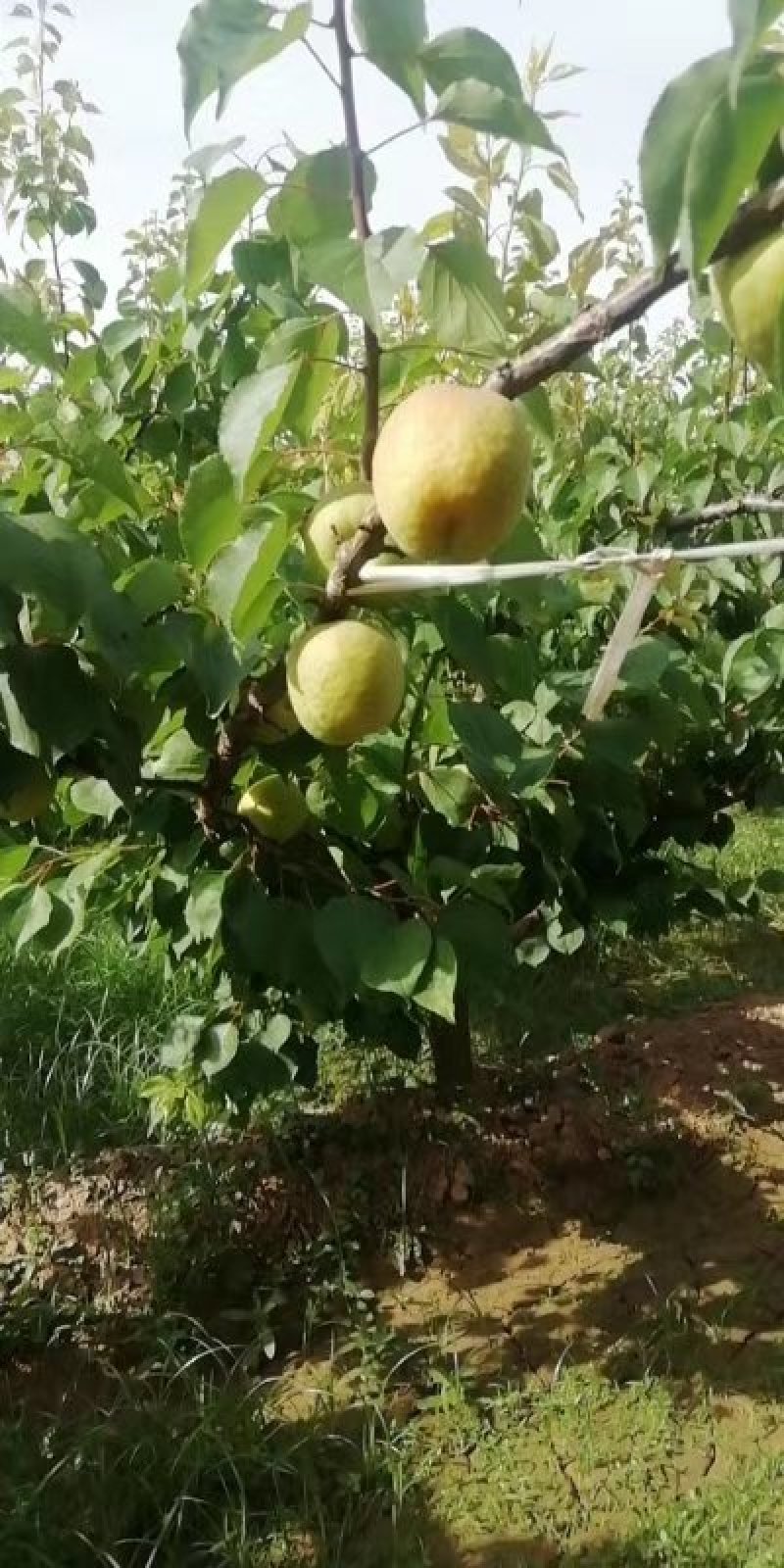 凯特杏每年4月份棚里的成熟，露天的五月下旬