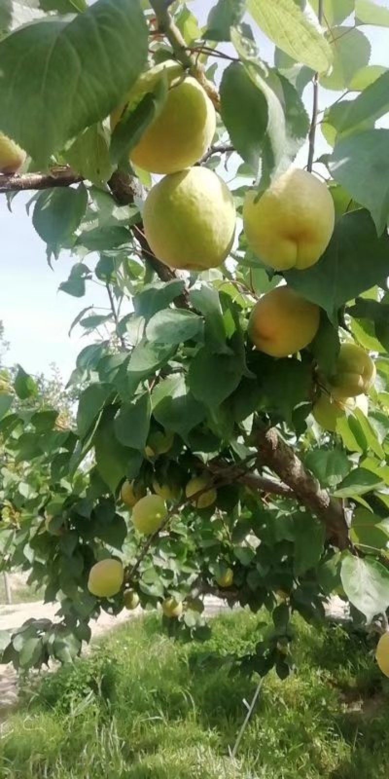凯特杏每年4月份棚里的成熟，露天的五月下旬