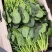 精品陆地菠菜大量供应