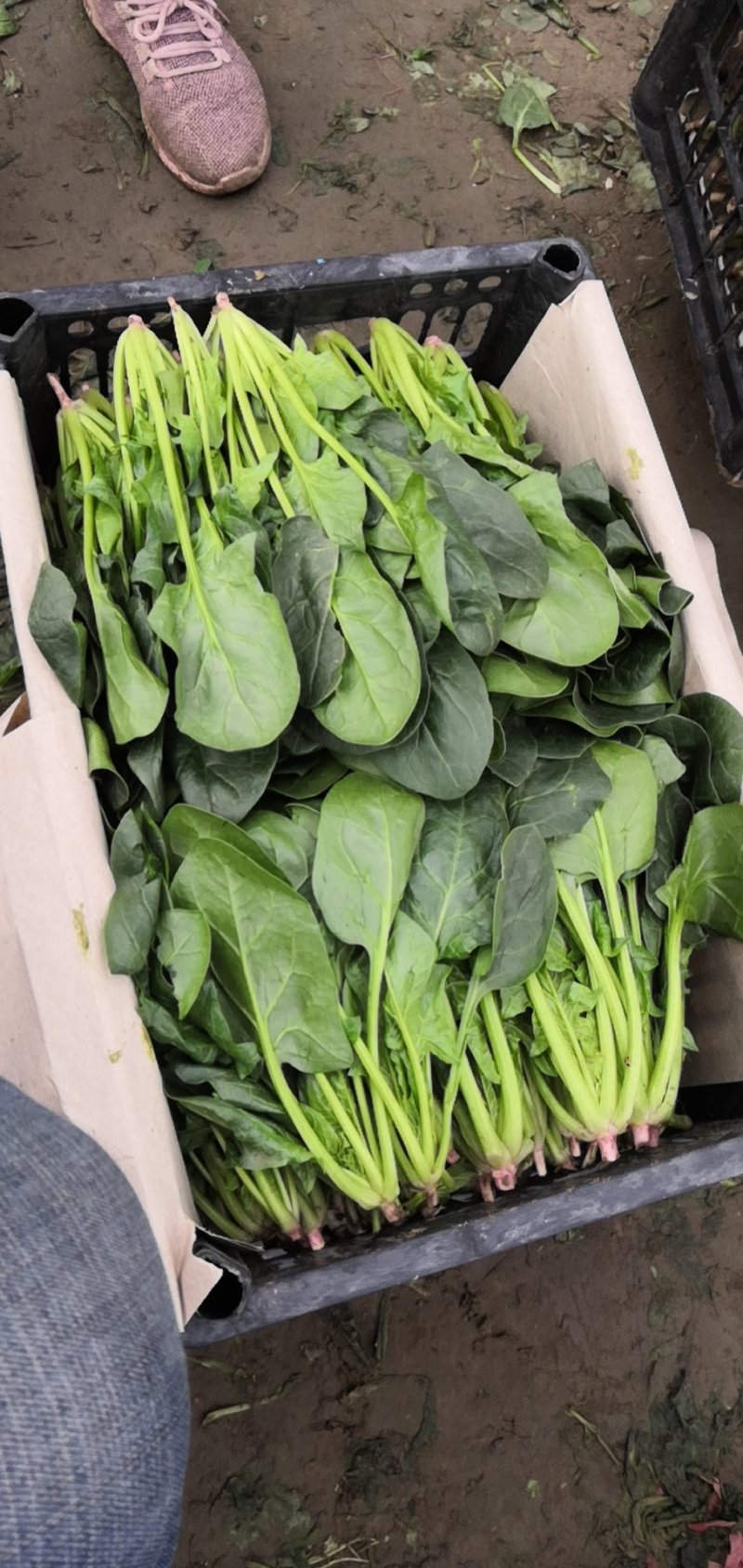 精品陆地菠菜大量供应