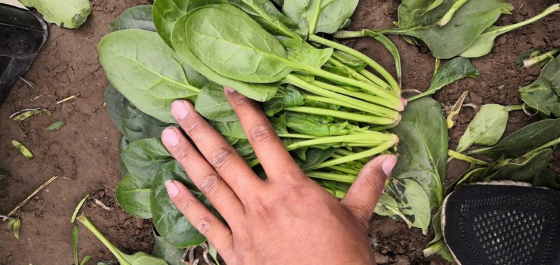 精品陆地菠菜大量供应