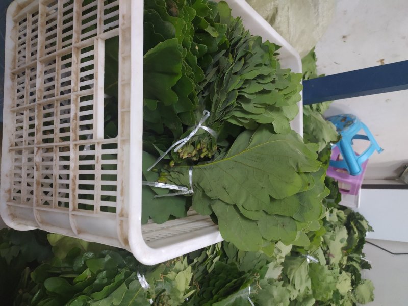粽叶槲叶野生大槲叶粽子叶端午节蒸馒头包粽子