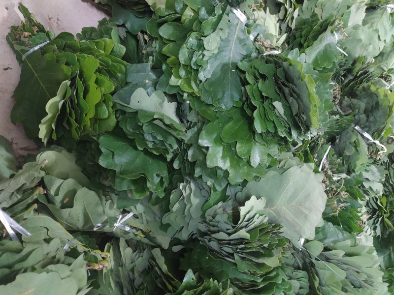 粽叶槲叶野生大槲叶粽子叶端午节蒸馒头包粽子