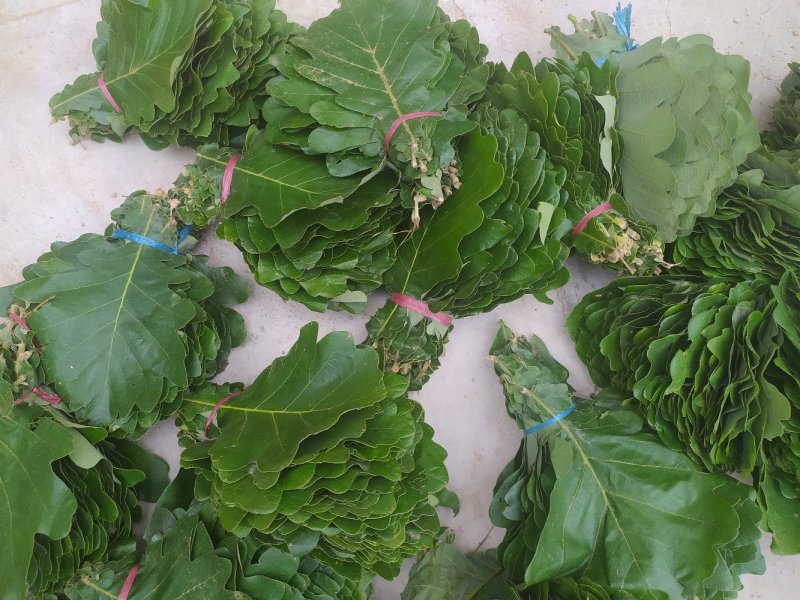 粽叶槲叶野生大槲叶粽子叶端午节蒸馒头包粽子