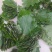 粽叶槲叶野生大槲叶粽子叶端午节蒸馒头包粽子