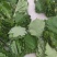 粽叶槲叶野生大槲叶粽子叶端午节蒸馒头包粽子