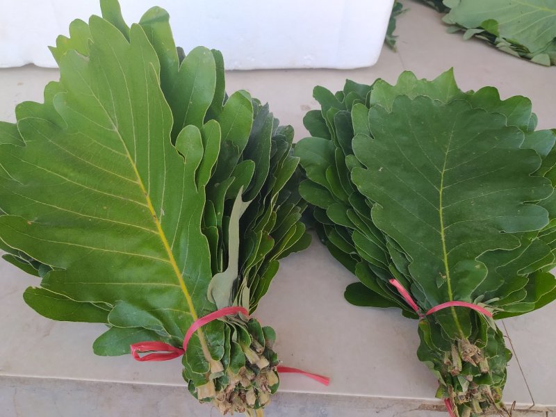 粽叶槲叶野生大槲叶粽子叶端午节蒸馒头包粽子