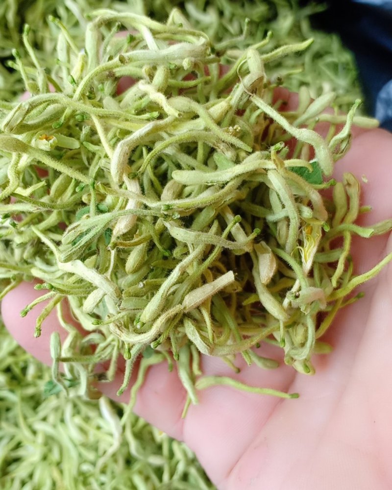 青货金银花，沂蒙山山区里的优质金银花，批发零售，产地直发
