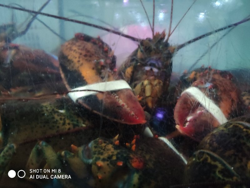 鲜活冷冻波士顿大龙虾，80一只