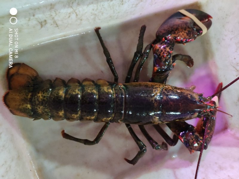 鲜活冷冻波士顿大龙虾，80一只