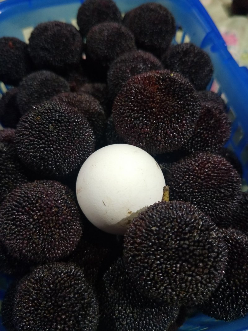 超级大东魁已上市，汁多肉厚！味道纯正。欢迎订购！！！！！