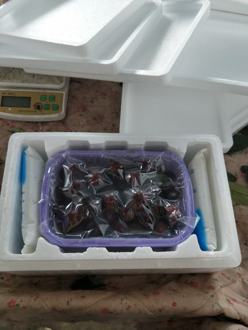 超级大东魁已上市，汁多肉厚！味道纯正。欢迎订购！！！！！