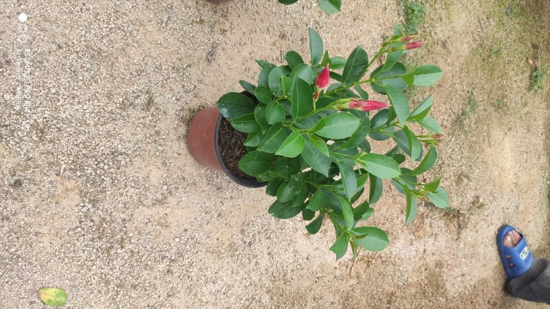 飘香藤双喜藤基地直销A货