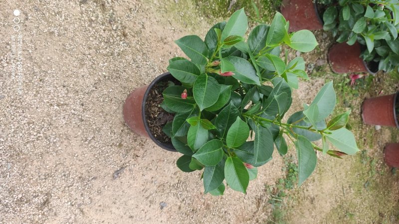 飘香藤双喜藤基地直销A货