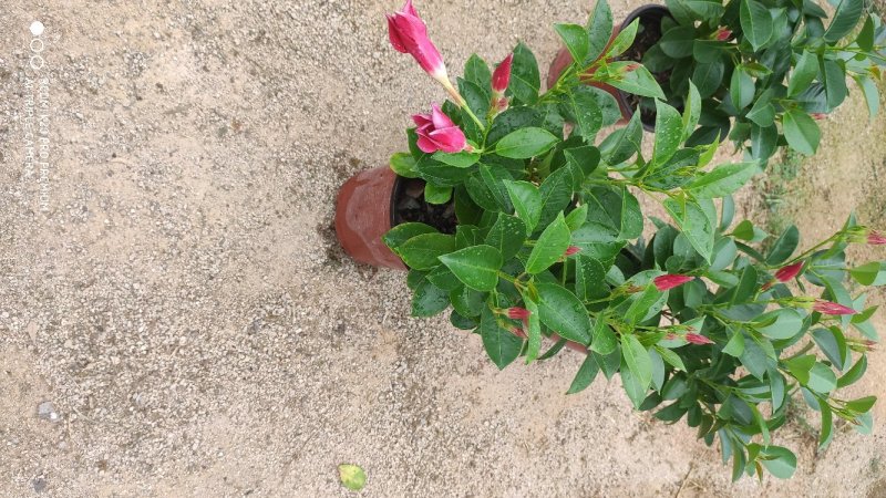 飘香藤双喜藤基地直销A货