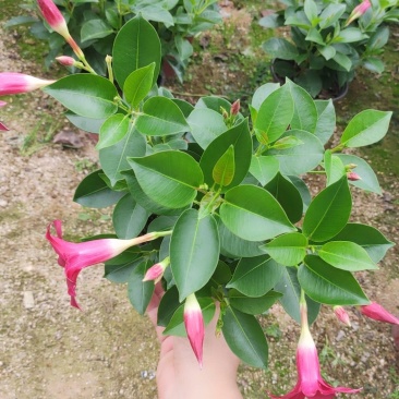 飘香藤双喜藤基地直销A货