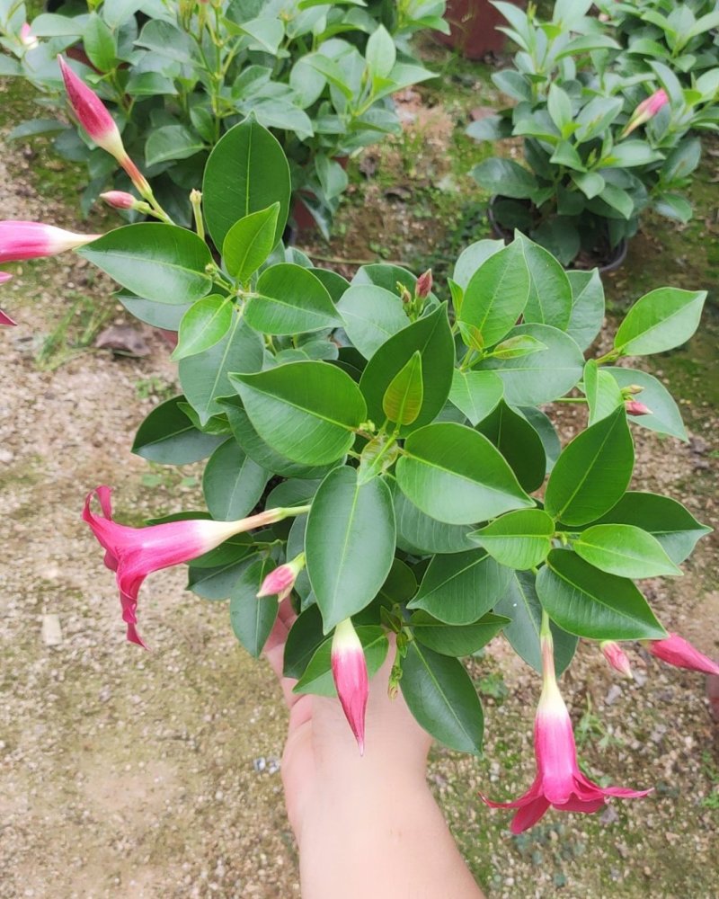 飘香藤双喜藤基地直销A货