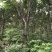 大量栾树18-20公分
