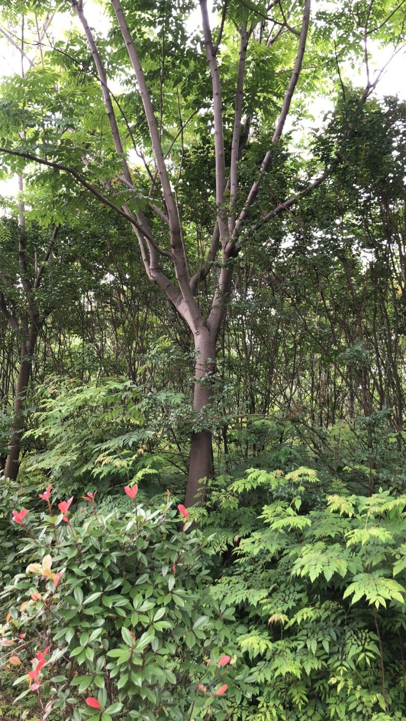 大量栾树18-20公分