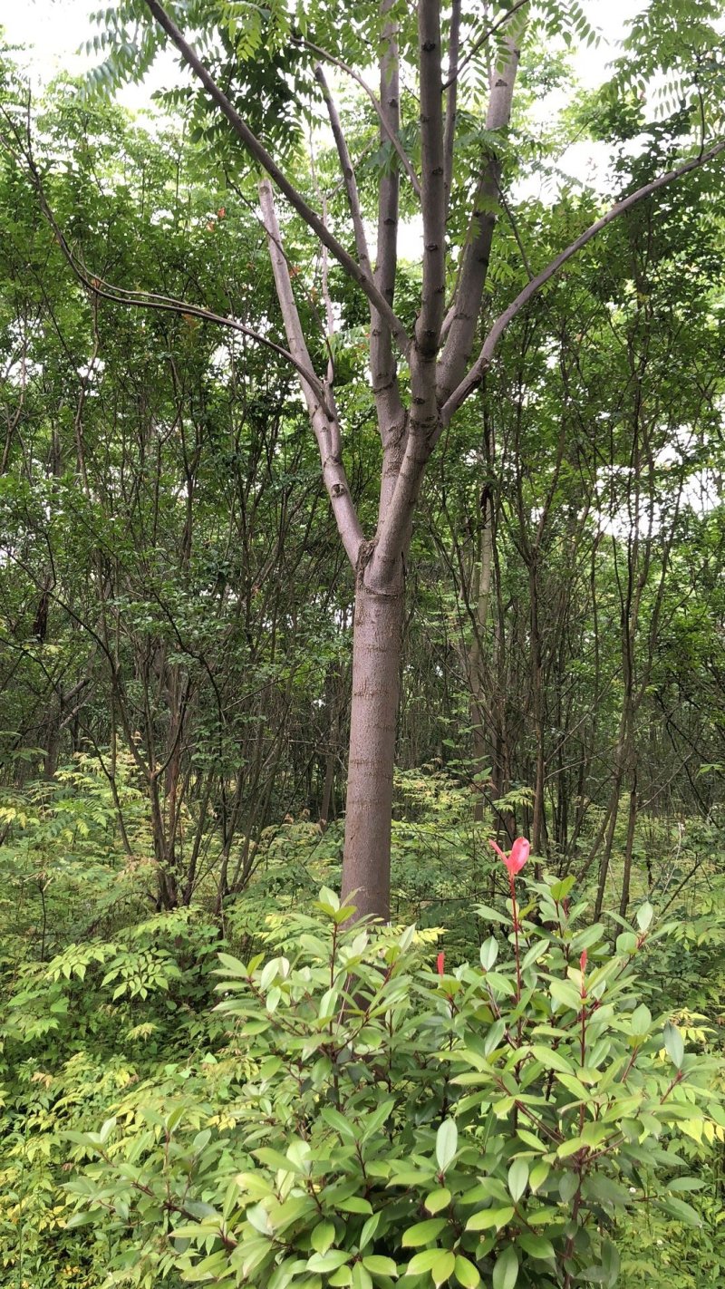 大量栾树18-20公分
